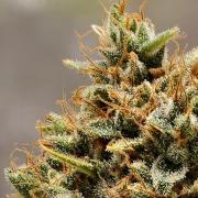 F026 Dutch Passion test strain