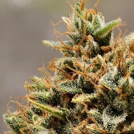 F026 Dutch Passion test strain