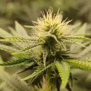 Red tropicana cookies