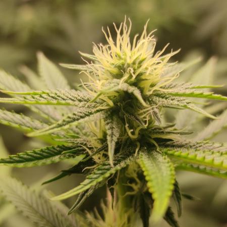 Red tropicana cookies