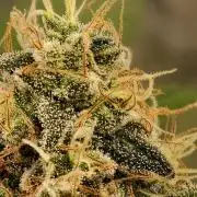 F027 Dutch Passion test strain