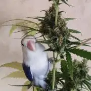 Biotabs Growers Interview