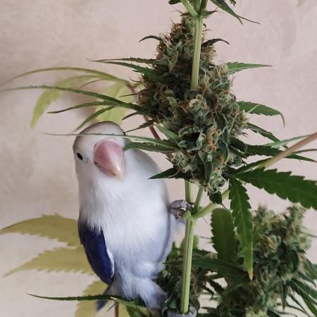 Biotabs Growers Interview