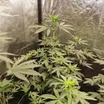 Orange bud 2.0