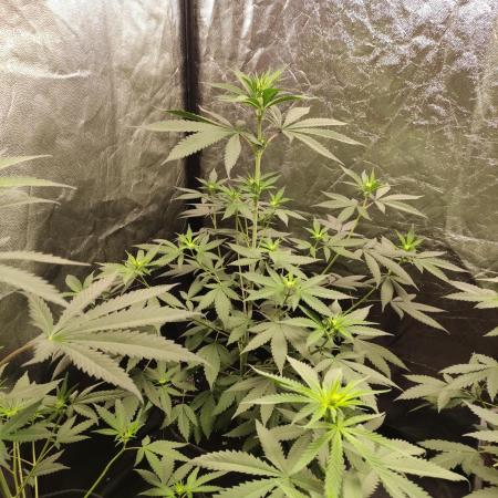 Orange bud 2.0
