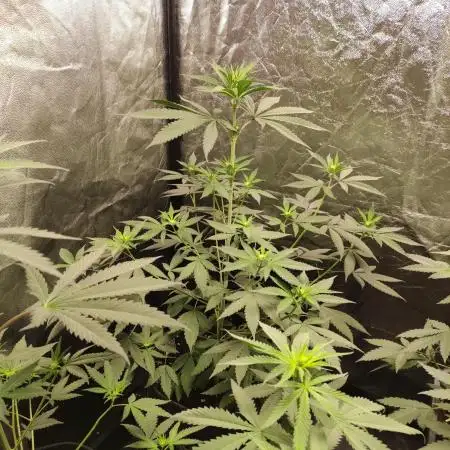 Orange bud 2.0