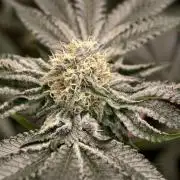 F008 Dutch Passion test strain