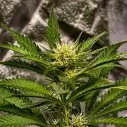 Banana Cream OG