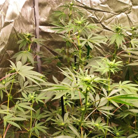 Red tropicana cookies