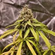 Triploid - SSSC Test Strain