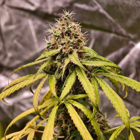 Triploid - SSSC Test Strain