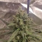 Delicious Cookies Auto