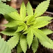 OG - SSSC Test Strain