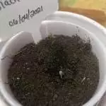 Black Jack(zkittlzxzurple punch) 