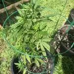 Blueberry Stinker <OD’21>