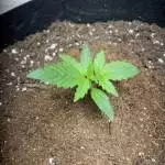 My first grow