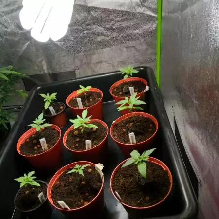 1st grow mixed garden 