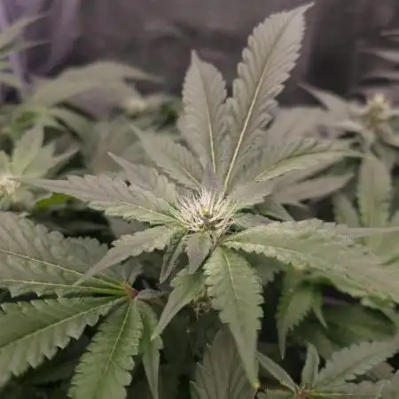 Monster Maker Sweet Seeds NFT