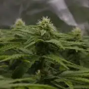 Wedding Crasher Chronic&Caviar