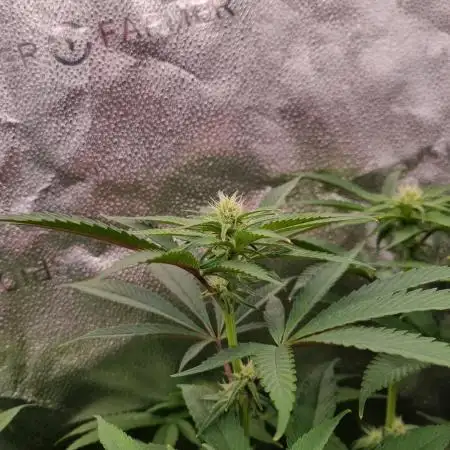 Orange Bud 2.0 Dutch Passion NFT