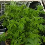 Forbidden Orange HappyPlant420