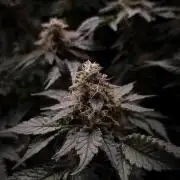 Garlic Cookies Pureinstinto NFT