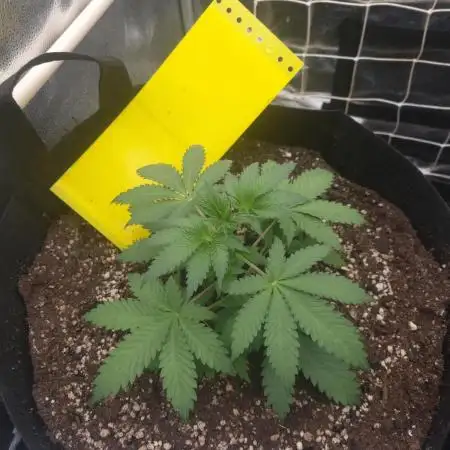 Sour Fruit Tartare Dutch Passion SOIL