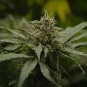 Forbidden Orange HappyPlant420