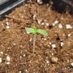 Midnight Candy HappyPlant420 SOIL