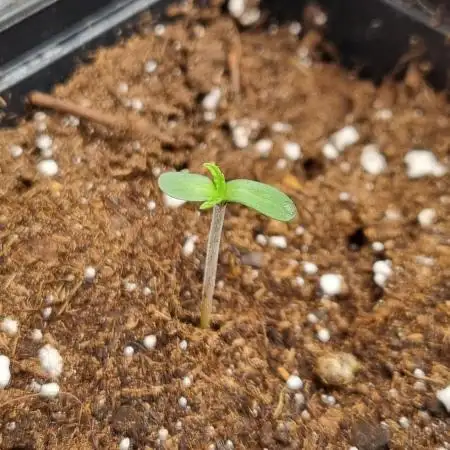 Midnight Candy HappyPlant420 SOIL