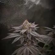 Midnight Candy HappyPlant420 SOIL