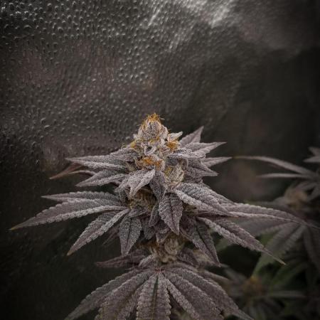 Midnight Candy HappyPlant420 SOIL