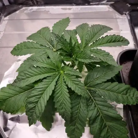 Bay Burger Delicious seeds NFT