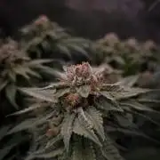 Sherbelato Cake #2 Dutch Passion SOIL