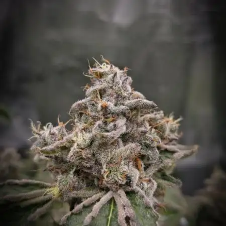 Monster Maker Sweet Seeds NFT