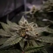 Studio 54 Stardust Auto Sweet Seeds NFT