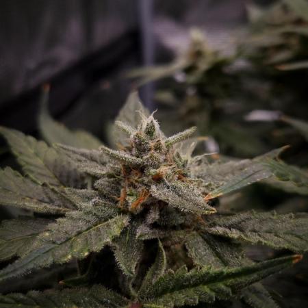 Studio 54 Stardust Auto Sweet Seeds NFT