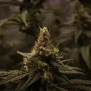 Aladdin Kush Khalifa Genetics NFT