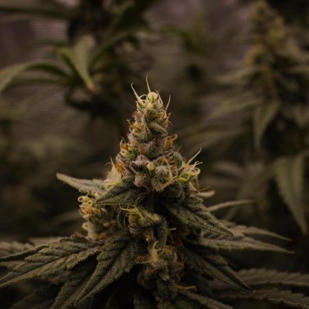 Aladdin Kush Khalifa Genetics NFT