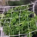 Papayton Fastbuds NFT