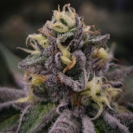 Orange Bud 2.0 Dutch Passion NFT