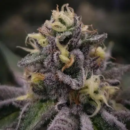 Orange Bud 2.0 Dutch Passion NFT