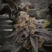 Papayton Fastbuds NFT