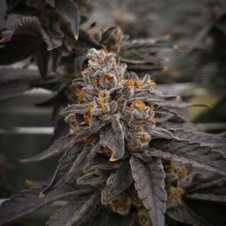 Papayton Fastbuds NFT