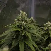 Wedding Crasher Chronic&Caviar