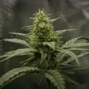 Orangu Tangie Monkey Genetics