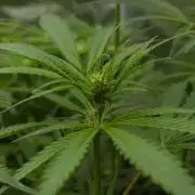 Orangu Tangie Monkey Genetics
