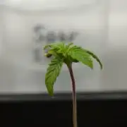 Sour Sherb Sensi Seeds