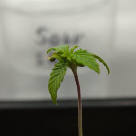 Sour Sherb Sensi Seeds