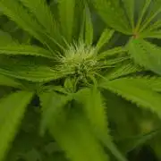 Forbidden Orange HappyPlant420